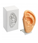 22 cm Ear study model for acupuncture (code S05)