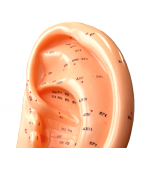 Mulaj studiu acupunctura ureche 22 cm (cod S05)