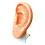 22 cm Ear study model for acupuncture (code S05)