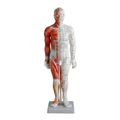 55 cm Male study model for...