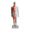 55 cm Male study model for acupuncture (code S14)