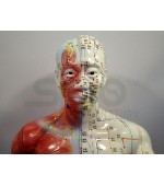 84 cm human body study model (code S11)