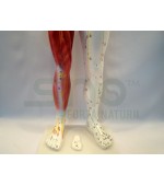 84 cm human body study model (code S11)