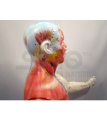 Mulaj studiu acupunctura corp uman 84 cm (cod S11)