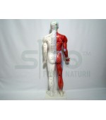 Mulaj studiu acupunctura corp uman 84 cm (cod S11)