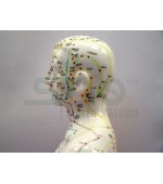 55 cm male study model for acupuncture (code S14)