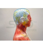 Mulaj studiu acupunctura barbat 55cm (cod S14)