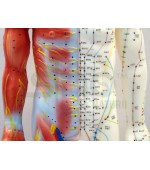Mulaj studiu acupunctura barbat 55cm (cod S14)