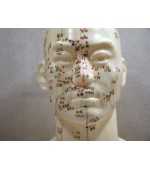 Mulaj studiu acupunctura bust (cod S7)