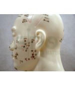 Mulaj studiu acupunctura bust (cod S7)