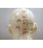 Mulaj studiu acupunctura bust (cod S7)
