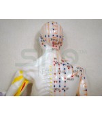 26 cm human body study model for acupuncture (code S8)