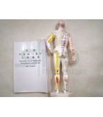 26 cm human body study model for acupuncture (code S8)