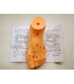 Model picior studiu acupunctura (cod S2)