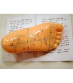 Model picior studiu acupunctura (cod S2)