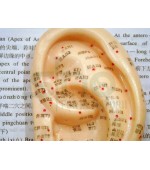 13 cm ear model for acupuncture (code S4)