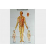 Meridians and acupuncture points/Tuina map set (code H01)