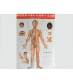Acupuncture points map set male (code H11)