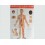 Acupuncture points map set male (code H11)