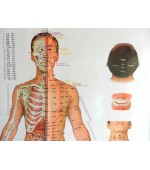 Acupuncture points map set male (code H11)