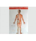Acupuncture points map set male (code H11)