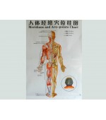 Acupuncture map set - male (code H12)