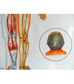 Acupuncture map set - male (code H12)