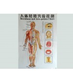 Acupuncture map set - male (code H12)