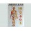 Acupuncture map set - male (code H12)