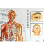Acupuncture map set - male (code H12)