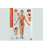 Acupuncture points map set female - small size (code H13)