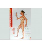 Acupuncture points map set female - small size (code H13)