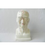 Bust study model for acupuncture (code S07)