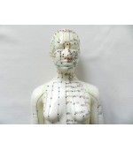 48 cm Female study model for acupuncture (code S13)
