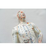 Model studiu acupunctura barbat 26 cm (cod S08)