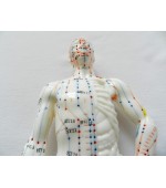 26 cm Male study model for acupuncture (code S08)
