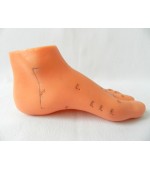 Model picior studiu acupunctura (cod S02)