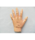 Hand study model for acupuncture (code S01)