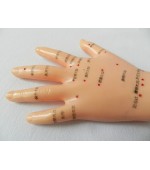Hand study model for acupuncture (code S01)