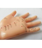 Hand study model for acupuncture (code S01)