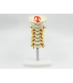 Cervical spine with vertebral artery (code S18)
