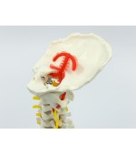 Cervical spine with vertebral artery (code S18)