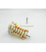 Cervical spine with vertebral artery (code S18)