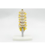 Lombar spine with sacrum - miniature (code S19)