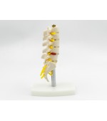 Lombar spine with sacrum - miniature (code S19)