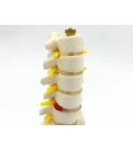 Lombar spine with sacrum - miniature (code S19)