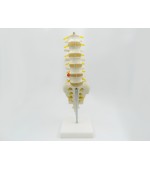 Lombar spine with sacrum - life size (code S20)