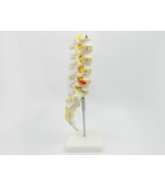 Lombar spine with sacrum - life size (code S20)