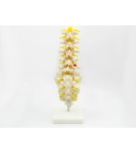 Lombar spine with sacrum - life size (code S20)