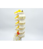 Lombar spine with sacrum - life size (code S20)